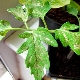  White spots on the leaves of tomatoes: causes and treatment