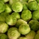  Brussels sprouts: what contains, what is useful and how to use with health benefits?