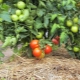  What and how to mulch tomatoes?