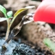  What can feed the seedlings of tomatoes?