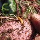  How to process potatoes from the wireworm before planting?