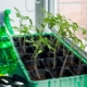  How to water the seedlings of tomatoes to stimulate growth?