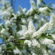  Bird cherry: flowering time in different regions of Russia