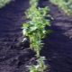  How many days after planting does a potato sprout and what does it depend on?