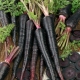  Black carrots: properties, cultivation and application