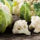  Cauliflower: beneficial properties and harm, application