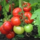  Characteristics of a hybrid variety of tomatoes F1 Juggler