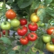  Characteristics and description of tomato varieties Red Guard F1