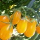  Characteristics and yield of tomato varieties Honey drop F1