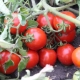  Characteristics and yield of tomatoes Countryman