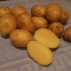  Characterization and cultivation of varieties of potatoes Sonny