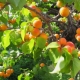  Characteristics of the Canadian varieties of apricots Manitoba