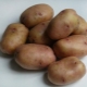  Characteristics of the variety and cultivation of potatoes Openwork