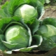  Characteristic variety of cabbage Amager