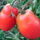  Characteristic varieties of tomatoes Fighter