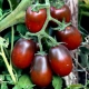  Characteristics of tomatoes Black Moor and features of their cultivation