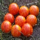  Characteristics of ampelous tomato Tiger