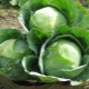  Characteristics of a grade of cabbage Atriya