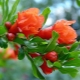  How does pomegranate bloom?