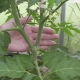  How to form tomatoes in 2 stalks?