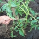  How to tie up tomatoes in the greenhouse?