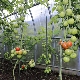  How to water the tomatoes in the greenhouse?