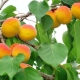  How to grow apricot from the stone?