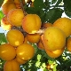  How to grow apricot varieties Orlovchanin?