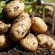  How to grow potatoes Veneta?