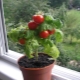  How to grow tomatoes on the windowsill?