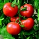  How to grow a tomato rich hut?