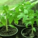  How to temper tomato seedlings at home?