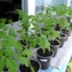  What temperature can tolerate tomato seedlings?