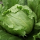  Iceberg Cabbage: properties and characteristics of growing