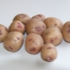  Potatoes Aurora: variety description and cultivation