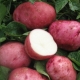  White Rose Potatoes: Variety Characterization and Cultivation