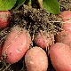 Bellarosa potatoes: characteristics and cultivation of the variety