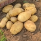  Jelly Potatoes: variety description and cultivation