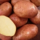  Ilyinsky potatoes: variety description and agrotechnical rules