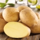  Potatoes Impala: features and growing process