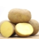  Karatop potatoes: characteristics and characteristics of cultivation