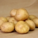  Potato Gingerbread Man: Variety Characterization and Cultivation