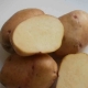  Sturdy Potato: Characteristics and Cultivation Process