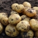  Potato Leader: features of the variety and cultivation