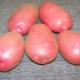  Lyubava potato: variety description and cultivation