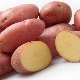  Potato Manifesto: Variety Characterization and Cultivation