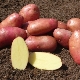  Red Fantasy Potatoes: variety description, cultivation and care