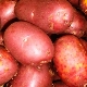  Red Son Potatoes: description and cultivation guidelines