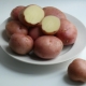  Romano Potatoes: variety description and cultivation rules