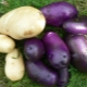  Cornflower Potatoes: Variety Characterization and Cultivation